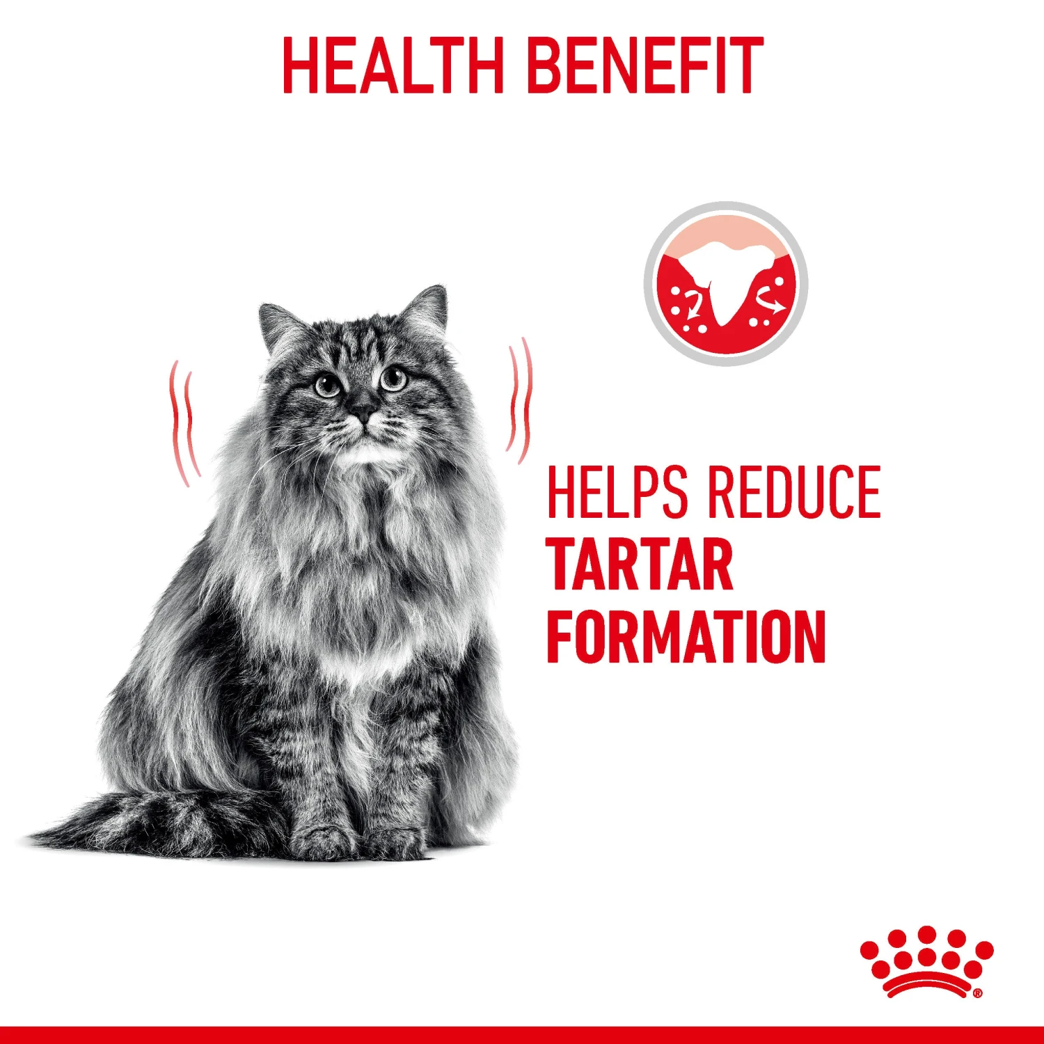 Royal Canin Dental Care Adult Dry Cat Food For Cats- Various Sizes 10 Royal Canin Dental Care Adult Dry Cat Food For Cats- Various Sizes - Image 10
