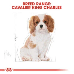 Royal Canin Dry Dog Food Specifically For Puppy Cavalier King Charles 1.5kg 14 Royal Canin Dry Dog Food Specifically For Puppy Cavalier King Charles 1.5kg -Pet Supply Store 3pet401f1sv