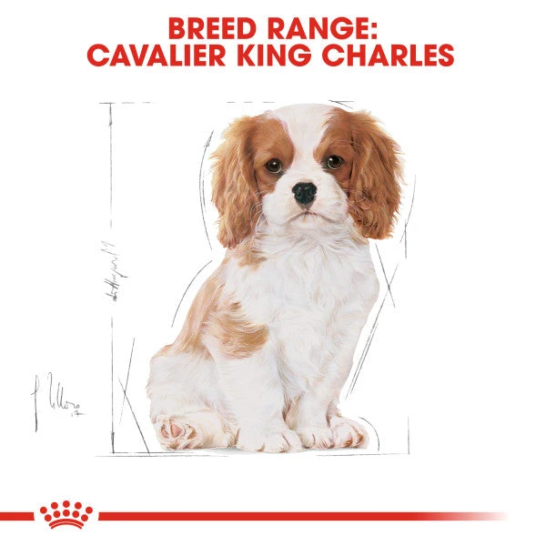 Royal Canin Dry Dog Food Specifically For Puppy Cavalier King Charles 1.5kg 6 Royal Canin Dry Dog Food Specifically For Puppy Cavalier King Charles 1.5kg - Image 6