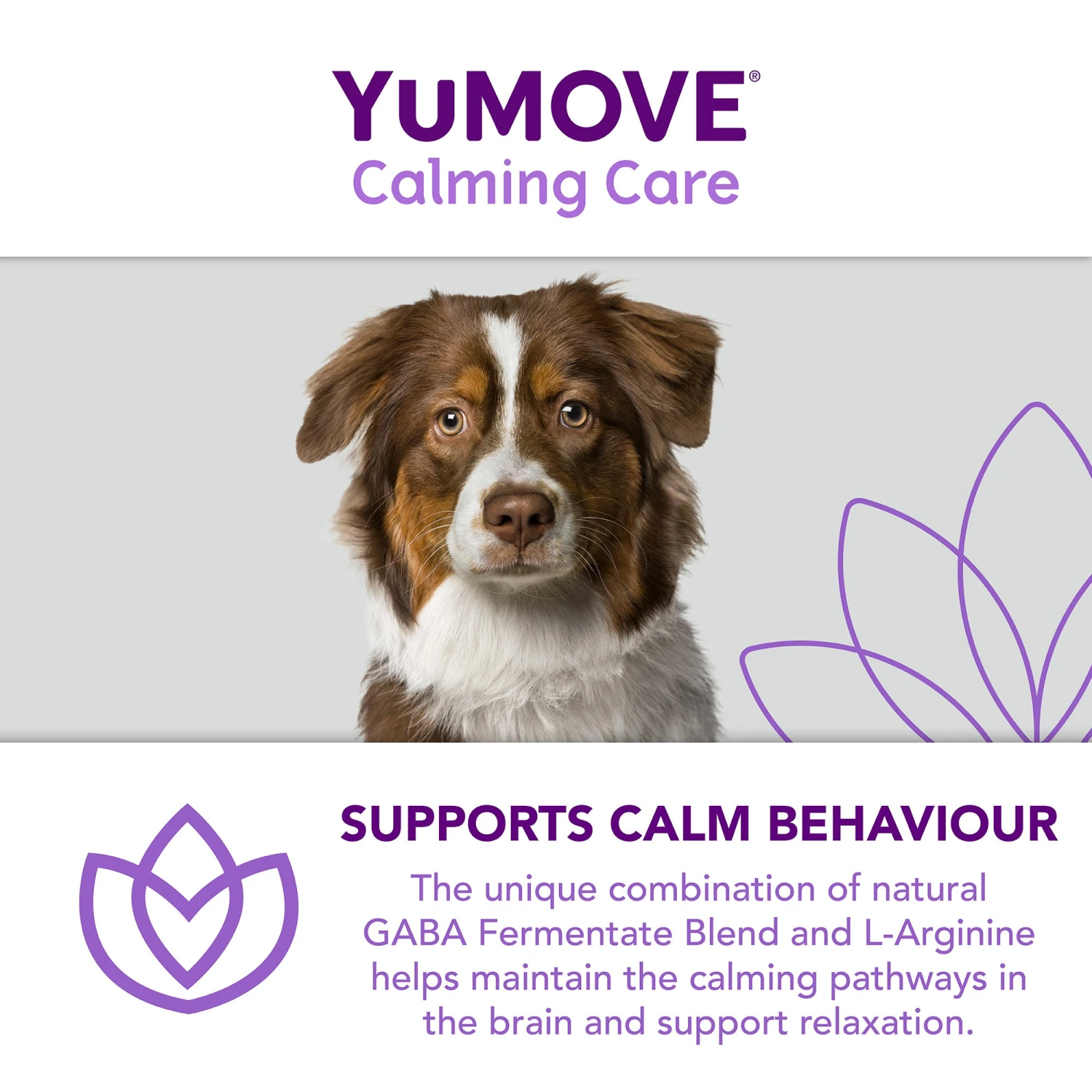 YuMOVE Calming Care For Adult Dogs- Various Sizes 9 YuMOVE Calming Care For Adult Dogs- Various Sizes - Image 9