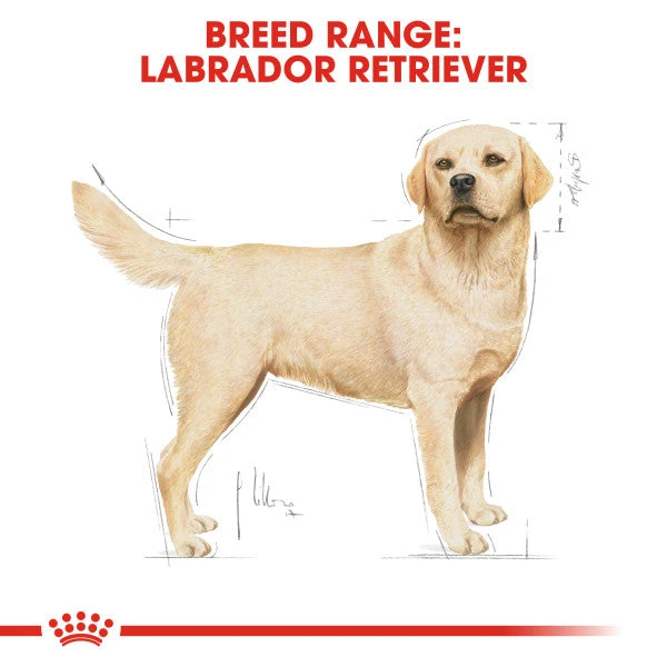 Royal Canin Dry Dog Food Specifically For Adult Labrador Retriever - All Sizes 8 Royal Canin Dry Dog Food Specifically For Adult Labrador Retriever - All Sizes - Image 8