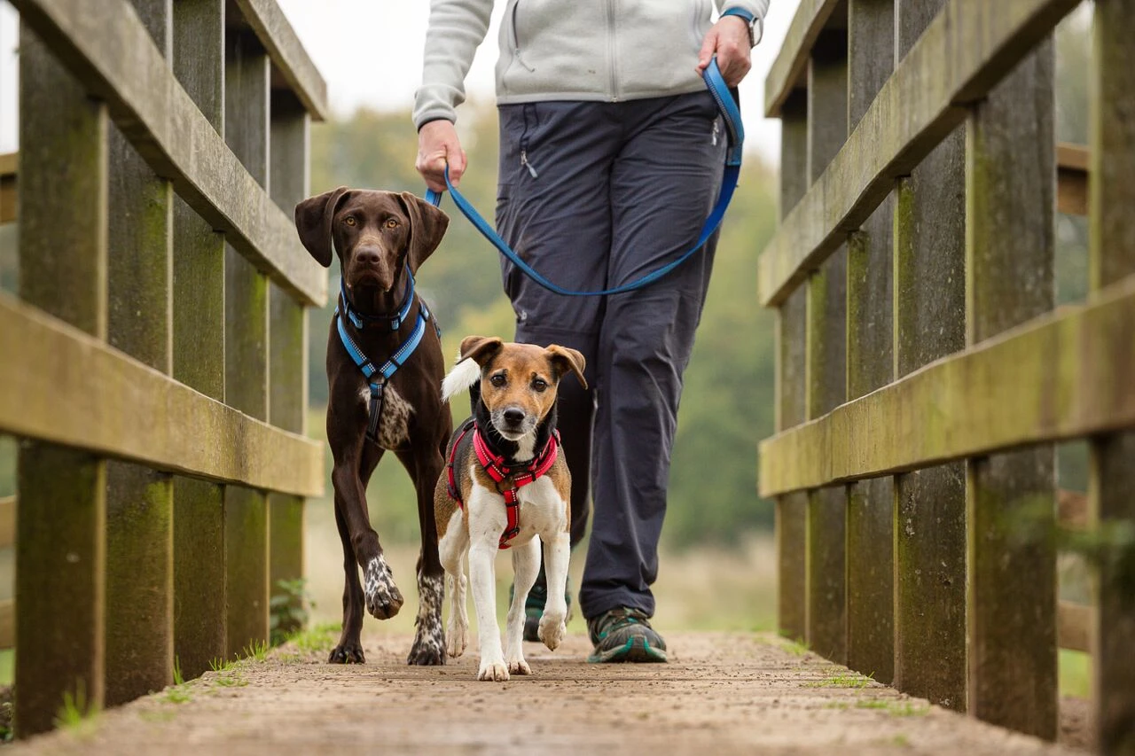 Halti Walking Harness - Various Colours 5 Halti Walking Harness - Various Colours - Image 5