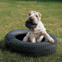 KONG Extreme Tyres Medium/Large 6 KONG Extreme Tyres Medium/Large -Pet Supply Store bgpqmnlm5fo