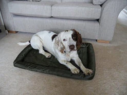 Rosewood Green Water Resistant Crate Mattress -Pet Supply Store d4hfv45c5va