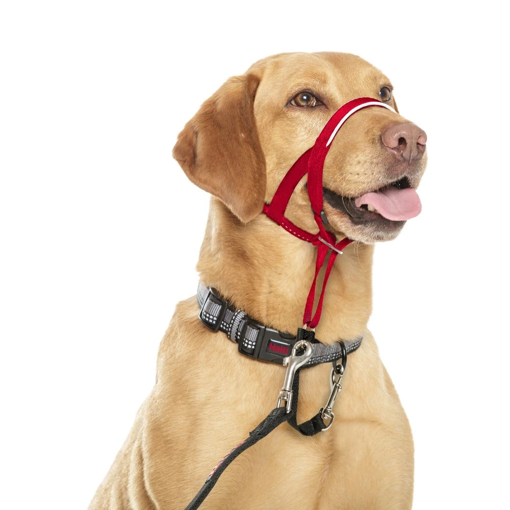 Company Of Animals Halti Dog Headcollar Red 1 Company Of Animals Halti Dog Headcollar Red