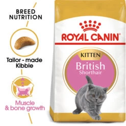 Royal Canin British Shorthair Kitten Dry Food For Cats 10kg -Pet Supply Store jlepr1xwa2r
