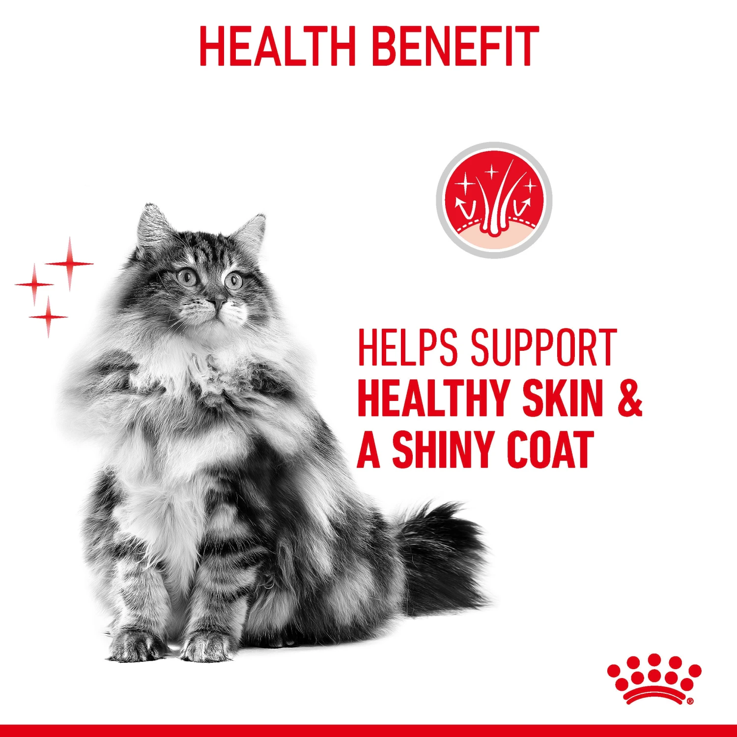 Royal Canin Hair & Skin Care In Jelly Adult Wet Cat Food 12 X 85g 10 Royal Canin Hair & Skin Care In Jelly Adult Wet Cat Food 12 X 85g - Image 10