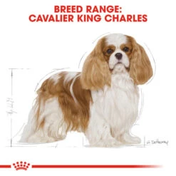 Royal Canin Dry Dog Food Specifically For Adult Cavalier King Charles 7.5kg -Pet Supply Store ndwyxefjam3