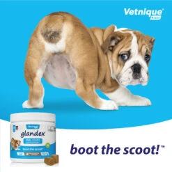 Glandex Soft Peanut Butter Chews For Anal Gland Problems In Cats & Dogs -Pet Supply Store oltfcxmhug0