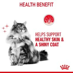 Royal Canin Hair & Skin Care Adult Dry Cat Food For Cats -Pet Supply Store qkycml3udhu