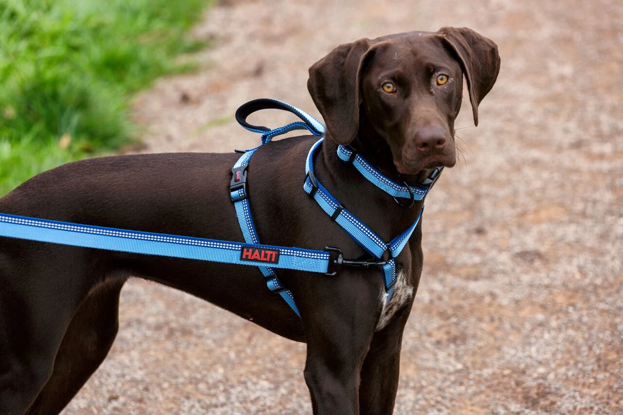 Halti Walking Harness - Various Colours 7 Halti Walking Harness - Various Colours - Image 7