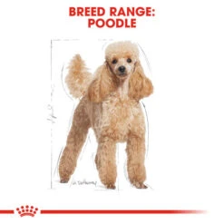 Royal Canin Wet Dog Food Specifically For Poodle Adult 12x85g -Pet Supply Store yjpxxu04gt5