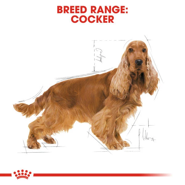 Royal Canin Dry Dog Food Specifically For Adult Cocker - All Sizes 8 Royal Canin Dry Dog Food Specifically For Adult Cocker - All Sizes - Image 8